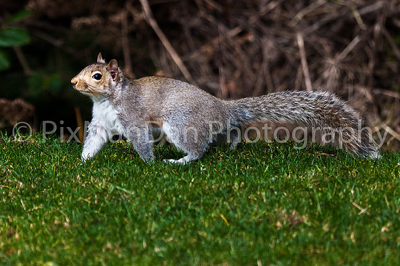 Sneaky Tree Squirrel