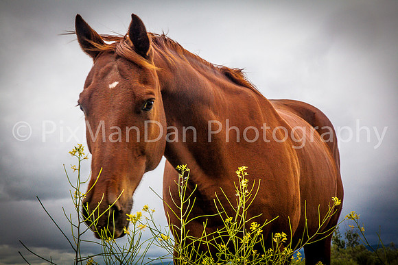 Horse in Wild Mustard