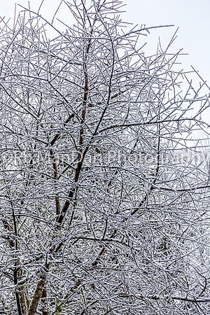 Icy Tree
