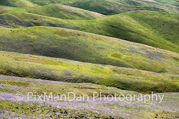 Palouse Scenics 22