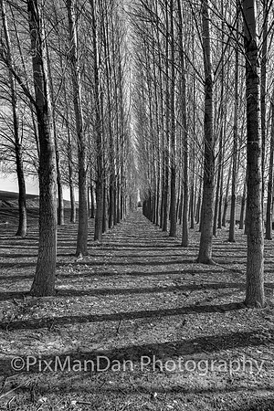Palouse Scenics 28