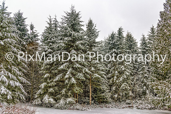 Snowy Evergreens