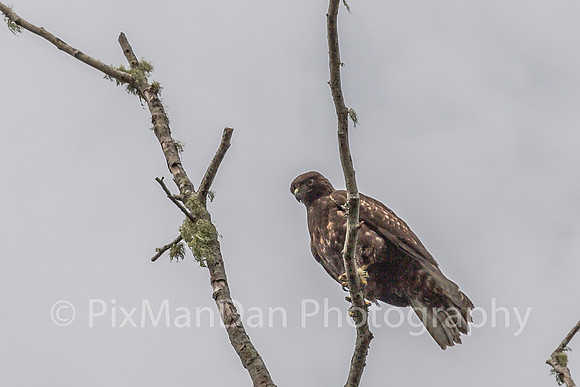 Hawk 2