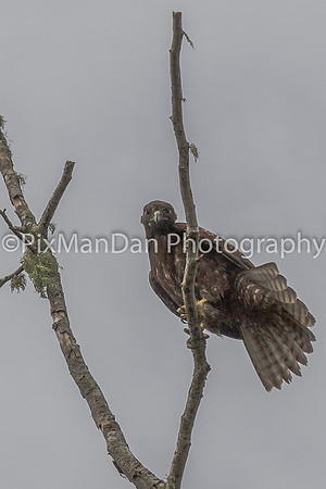 Hawk 1