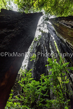New Growth in Burned-Out Redwood