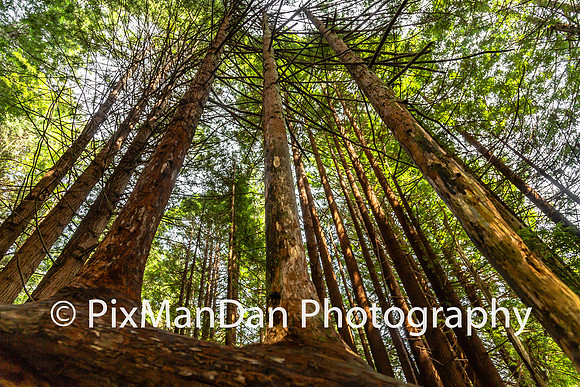 Redwoods Vertical from Horizontal