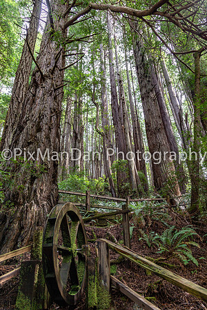 Waterwheel in Redwoods