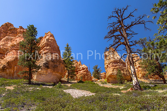 Bryce Canyon NP 22