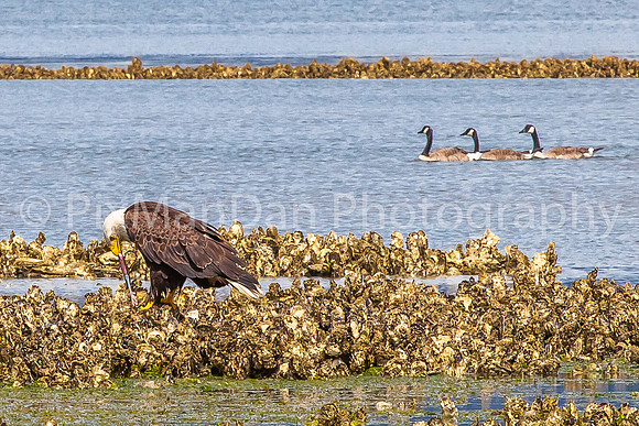Eagle at Lunchtime with Geese
