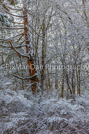 Kitsap Winter Forest