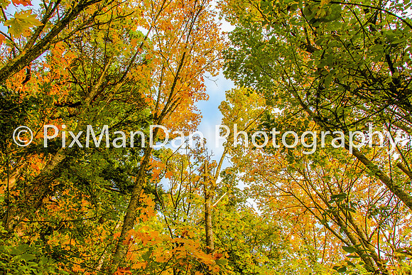 Kitsap Tree Canopy