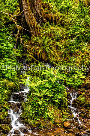 Skokomish River Trail 2