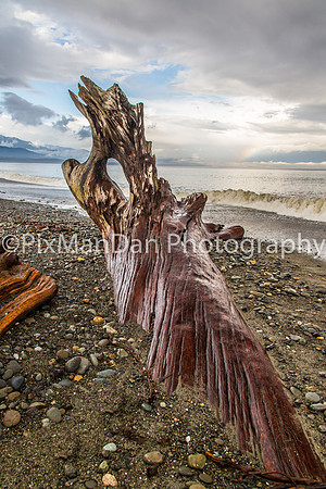 Dungeness Spit Driftwood & Rainbow