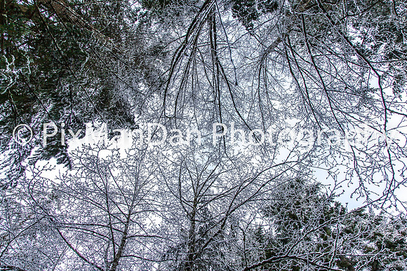 Icy Canopy