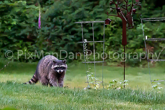 Raccoon 2