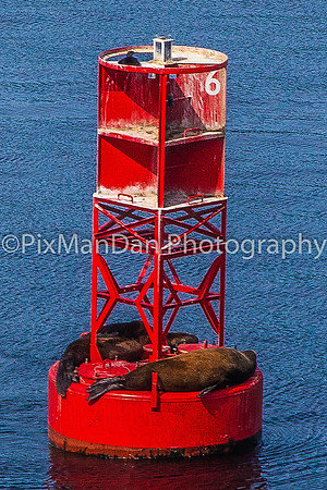Sea Lions Sunbathing on Puget Sound Buoy