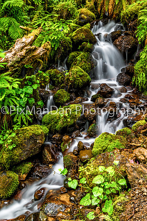 Skokomish River Trail 1