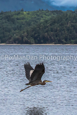 Great Blue Heron in Flight