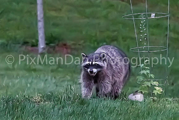 Raccoon 1