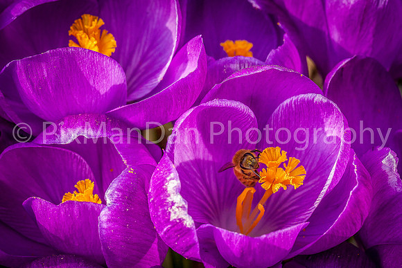 Honey Bee in Crocus