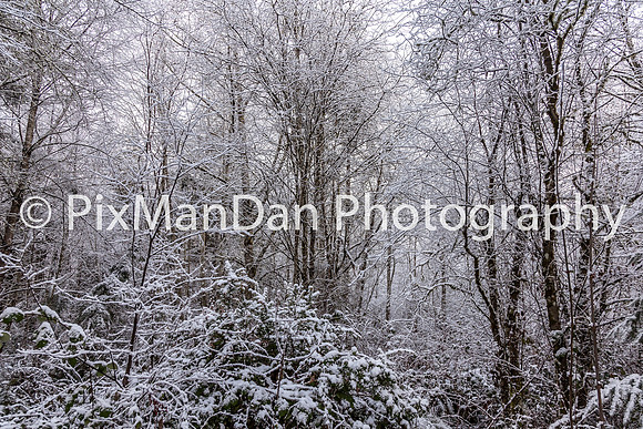Icy Woods