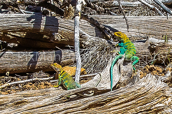 2 Lizards